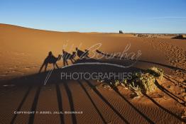 Image du Maroc Professionnelle de  L'ombre d'une caravane avec son guide et ses touristes au lever du soleil sur les dunes de sable du Sahara à Merzouga dans la région de Drâa-Tafilalet au Sud Est du Maroc, le long de ce que l'on appelle la route des mille kasbahs, Dimanche 5 mars 2017. De nombreux touristes visitent les dunes de Merzouga à l’aube pour contempler la beauté du lever du soleil sur les dunes de sable du Sahara. (Photo / Abdeljalil Bounhar 